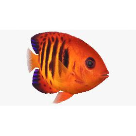 Flame Angelfish Animated model